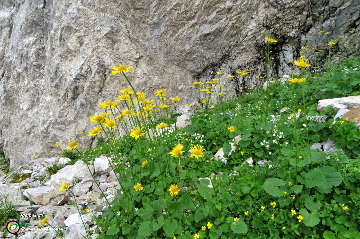 35 Nel Mandrone 'Doronico dei macereti' (Doronicum grandiflorum).JPG